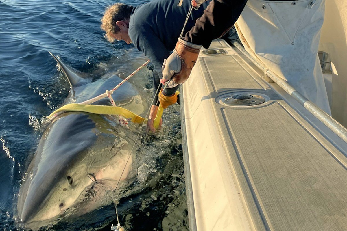 El tiburón blanco «Contender», el macho más grande jamás monitoreado en el Atlántico, reaparece cerca de un destino turístico