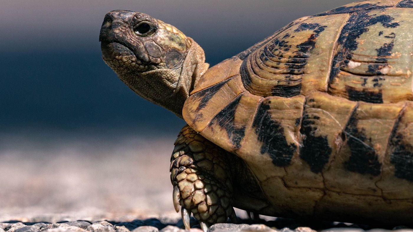 Soltar 500 tortugas en el Sáhara logra crear zonas verdes donde fracasó la plantación de árboles