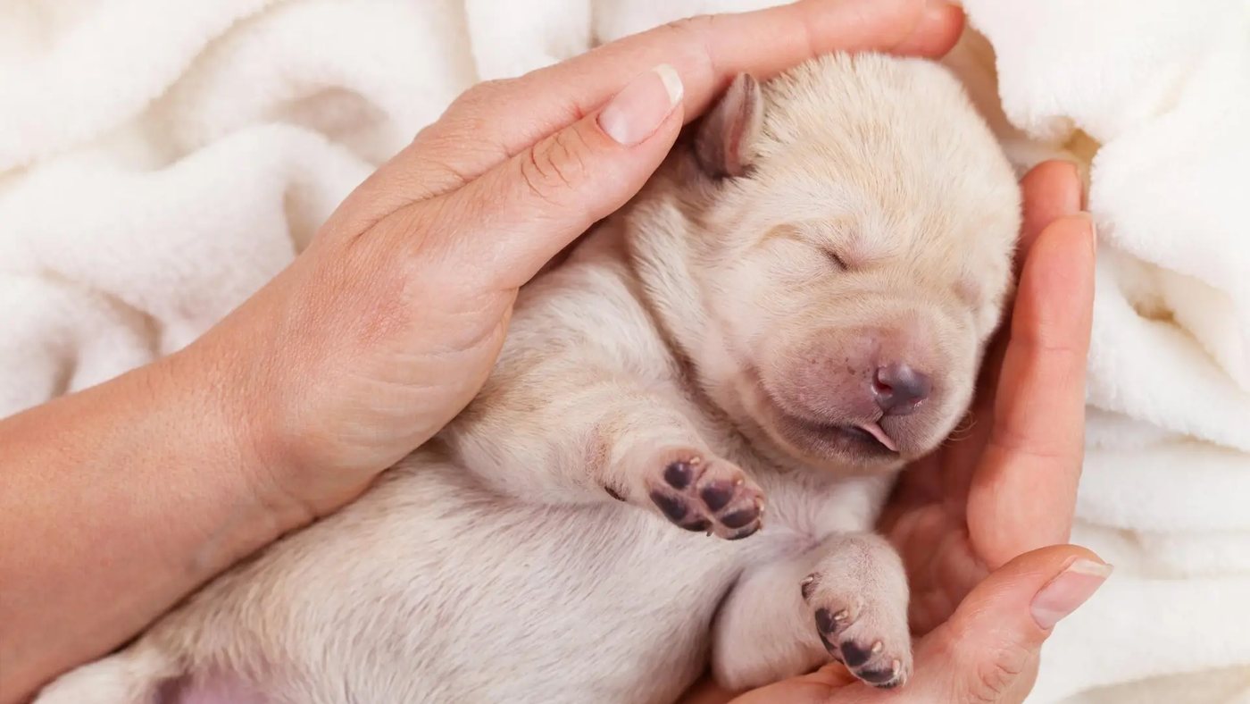 El misterio del aliento de cachorro: por qué huele tan bien durante sus primeros meses de vida